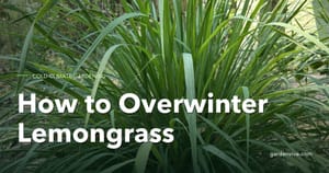 How to overwinter lemongrass
