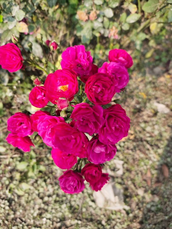 How to grow miniature roses in Florida
