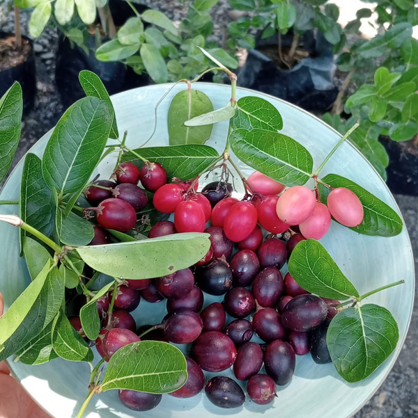 Grow Carissa carandas (Karonda) in Florida
