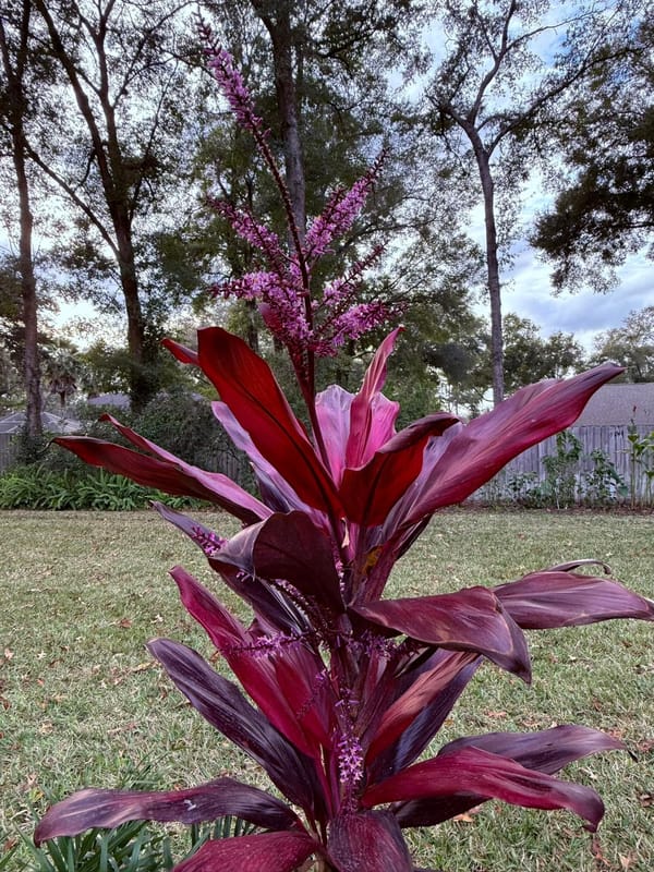 Broadleaf Palm Lily (Ti Plant) - Growing and Caring