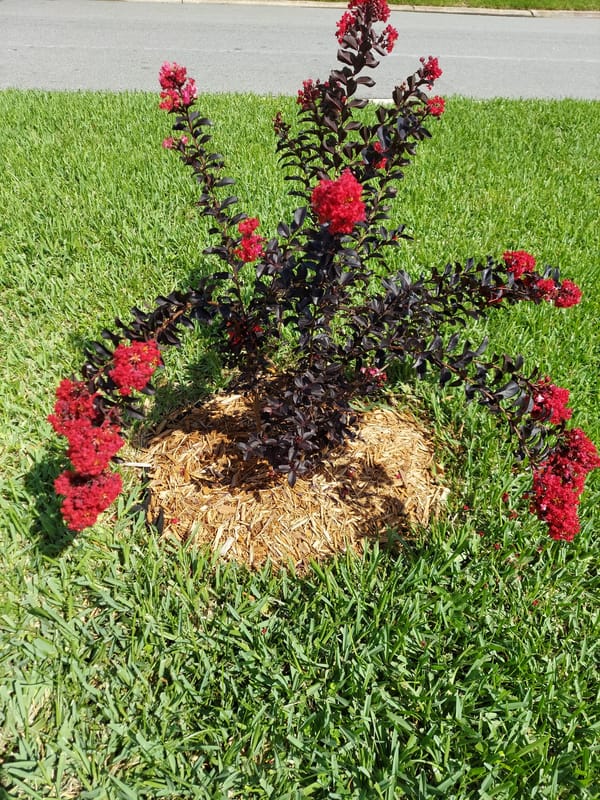Crape Myrtle in Florida - Growing, Caring, and Pruning
